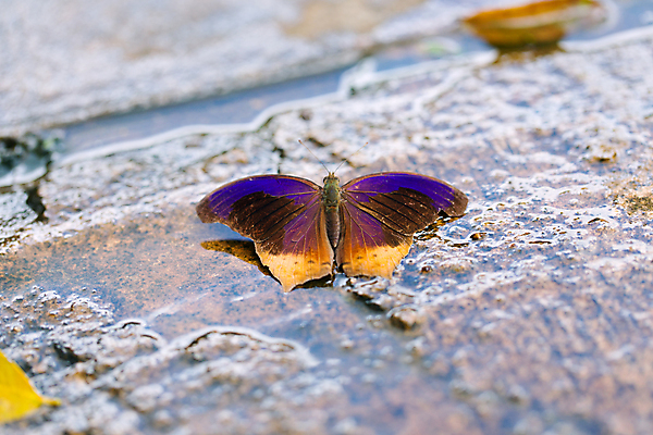 포토 JPG 해외이미지 동물 꽃 야생동물 나비 곤충 백그라운드 날개 오렌지 태국 자연 벽지 동양인 성인 사람없음 빨간색 초록색 컬러풀 뷰티 환경 흰색 닫기 벌레 숲 묘사 내추럴 고립 동물상 해외포토 식물 아시아 컬러 과일 모션 사람 인종 조형물 생태계 파일형식 이미지허브