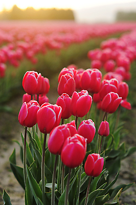 포토 JPG 해외이미지 주간 꽃밭 사람없음 야외 아웃포커스 튤립 진분홍색 해외포토 자연요소 꽃 분홍색 촬영기법 파일형식 이미지허브