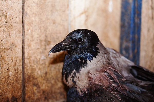 포토 JPG 해외이미지 동물 1 계절 야생동물 음식 여행 백그라운드 날개 자연 조류 사람없음 야외 파란색 컬러풀 뷰티 농장 검은색 식사 어둠 고통 회색 흰색 상처 깃털 부리 까마귀 내추럴 고립 동물상 해외포토 감정 컬러 농업 조형물 생태계 파일형식 이미지허브