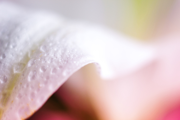 포토 JPG 해외이미지 식물 꽃잎 꽃 파도 잎 꽃무늬 자연 추상 초원 사람없음 물 여름 뷰티 정원 봄 활발 낭만 젖음 성장 벚꽃 물방울 액체 떨어짐 소프트포커스 이슬 빗방울 순수 유기농 부드러움 파스텔톤 몽환 미니멀리스트 해외포토 자연요소 웰빙 계절 바다 컬러 컨셉 무늬 촬영기법 감각 비_날씨 생태계 파일형식 이미지허브