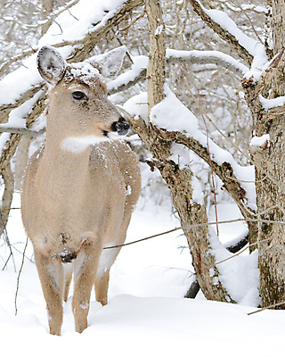 포토 JPG 해외이미지 주간 나무 야생동물 겨울 사슴 사람없음 야외 나뭇가지 숲 눈내림 눈덮임 해외포토 자연요소 식물 동물 계절 컨셉 포유류 눈_날씨 파일형식 이미지허브