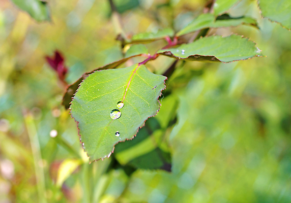 포토 JPG 해외이미지 식물 디자인 파도 백그라운드 잎 패턴 자연 표면 추상 건강 사람없음 초록색 물 여름 파란색 빛 반사 환경 정원 화목 봄 거품 젖음 성장 물방울 신선 액체 떨어짐 이슬 빗방울 순수 유기농 질감 내추럴 생태학 해외포토 자연요소 웰빙 계절 교육 바다 컬러 컨셉 무늬 비_날씨 생태계 파일형식 이미지허브