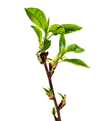 포토 JPG 해외이미지 나무 식물 라이프스타일 계절 백그라운드 컨셉 낙엽 잎 패턴 농업 자연 새로움 건강 씨앗 사람없음 초록색 환경 정원 희망 봄 활발 성장 흰색 나뭇가지 시골 신선 보호 작음 오브젝트 시작 싱글 원예 장면 정맥 개발 고립 모종 회복 해외포토 감정 산업 컬러 무늬 취미 생활 크기 생태계 혈관 파일형식 이미지허브