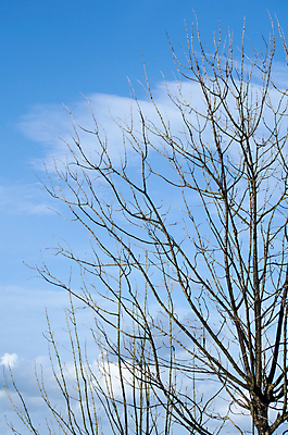 포토 JPG 해외이미지 계절 하늘색 백그라운드 겨울 자연 하늘 날씨 사람없음 파란색 빛 햇빛 태양 뷰티 맑음 봄 흰색 신선 분위기 수분 흐림 산소 오존 해외포토 자연요소 컬러 컨셉 원소 생태계 파일형식 이미지허브