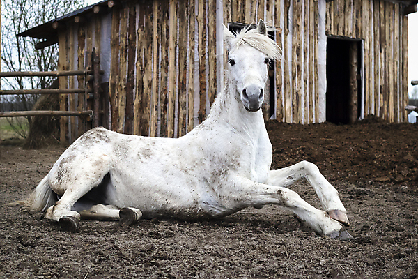 포토 JPG 해외이미지 동물 1 모래 백그라운드 밭 포유류 자연 초원 사람없음 야외 여름 뷰티 농장 봄 흰색 갈기 내추럴 거짓말 땅바닥 총구 해외포토 계절 컬러 농업 바닥 생태계 파일형식 이미지허브