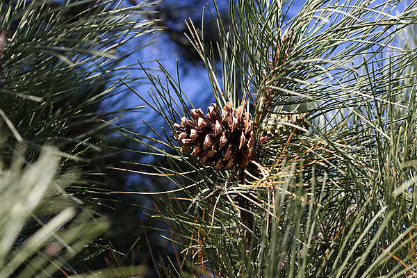 포토 JPG 해외이미지 나무 식물 호수 선 잎 크리스마스 자연 휴가 산 국립공원 사람없음 야외 목재 초록색 물 파란색 햇빛 뷰티 평화 침묵 폭포 나뭇가지 신선 소나무 투명 솔방울 암초 상록수 침엽수 원뿔 터키석 해외포토 자연요소 도형 공원 기념일 컬러 컨셉 재료 태양 소리 보석 생태계 파일형식 이미지허브