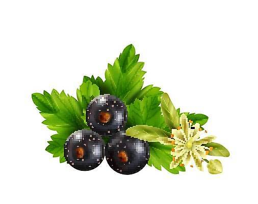 EPS 해외이미지 꽃 백그라운드 잎 일러스트 사람없음 초록색 신선 허브 심볼 건포도 해외일러스트 식물 컬러 포도 건과일 파일형식 벡터 이미지허브