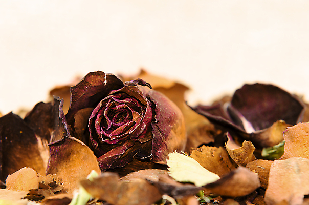 포토 JPG 해외이미지 꽃잎 꽃 사람없음 장미 낭만 시들음 해외포토 식물 컨셉 파일형식 이미지허브