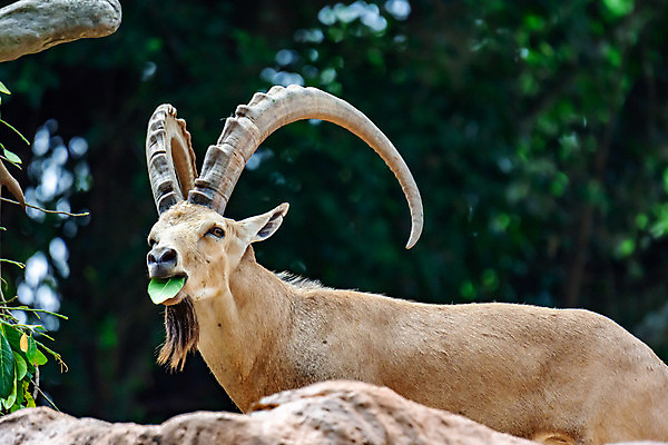포토 JPG 해외이미지 동물 1 공원 남자 유럽 야생동물 포유류 자연 염소 산 수염 털 함께함 뿔 동물원 종류 사람없음 야외 파란색 갈색 머리 사막 양 황무지 큼 스위스 알프스 멸종 염소자리 서식지 내추럴 동물상 웅장함 전국 해외포토 공공시설 나라 컬러 컨셉 사람 신체부위 조형물 별자리 크기 생태계 파일형식 이미지허브