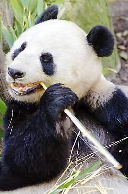 포토 JPG 해외이미지 나무 동물 행복 무기 얼굴 야생동물 음식 부분 곰 포유류 자연 털 흑백 동물원 종류 미소 앉기 동양인 성인 사람없음 검은색 미국 중국 코트 흰색 잡기 펀치 원형 황무지 치아 보호 숲 큼 판다 먹기 배고픔 대나무 육식동물 멸종 서식지 거인 내추럴 초식 총구 혼자 해외포토 도형 식물 감정 아시아 컬러 컨셉 북아메리카 모션 촬영기법 표정 사람 인종 신체부위 외투 소화기관 크기 생태계 파일형식 이미지허브