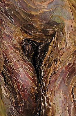 포토 JPG 해외이미지 나무 식물 종교 백그라운드 패턴 자연 표면 날씨 건조 사람없음 목재 뷰티 갈색 환경 거친 연도 묘사 질감 나무껍질 상록수 잡동사니 내추럴 수목 옛날 울퉁불퉁 노화 디테일 해외포토 컬러 컨셉 무늬 재료 껍질 생태계 파일형식 이미지허브