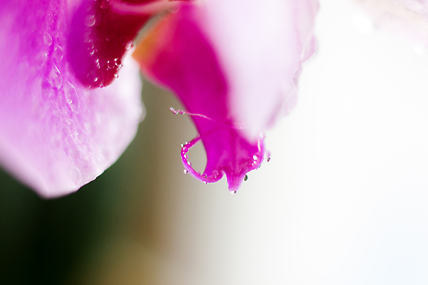 포토 JPG 해외이미지 식물 꽃잎 꽃 분홍색 결혼 잎 꽃무늬 자연 휴식 건강 사람없음 평화 보라색 스파 화목 고요 성장 벚꽃 물방울 난초 우아함 닫기 자르기 꽃집 순수 부드러움 호접란 강렬 광 단아함 정물화 천진난만 파스텔톤 해외포토 컬러 컨셉 무늬 모션 이벤트 상점 감각 그림 생태계 파일형식 이미지허브