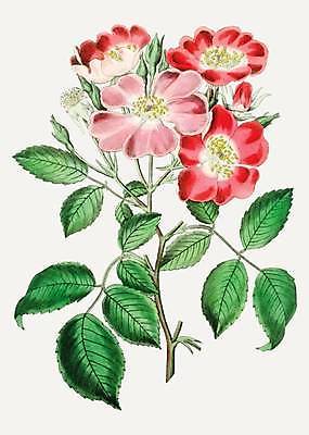 EPS 해외이미지 꽃 잎 일러스트 사람없음 빨간색 빈티지 그림 손그림 감성 해외일러스트 식물 컬러 컨셉 파일형식 벡터 이미지허브