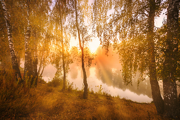 포토 JPG 해외이미지 나무 자연 사람없음 야외 강 햇빛 태양 일몰 숲속 숲 해외포토 자연요소 식물 노을 생태계 파일형식 이미지허브