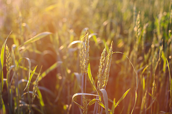 포토 JPG 해외이미지 식물 계절 음식 빵 줄기 백그라운드 밭 농업 오렌지 자연 하늘 건강 옥수수 씨앗 사람없음 야외 초록색 농작물 햇빛 태양 농장 노란색 일몰 봄 수확 농촌 시골 시리얼 밀 유기농 보리 귀 밀짚 내추럴 숙성 호밀 세련 해외포토 자연요소 웰빙 산업 컬러 과일 곡류 신체부위 노을 짚 생태계 파일형식 이미지허브