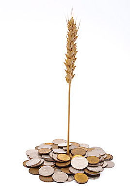 포토 JPG 해외이미지 식물 음식 돈 농업 새로움 사람없음 금융 경제 쌓기 동전 낟알 밀 귀 밭일 해외포토 산업 컨셉 모션 곡류 신체부위 재산 파일형식 이미지허브