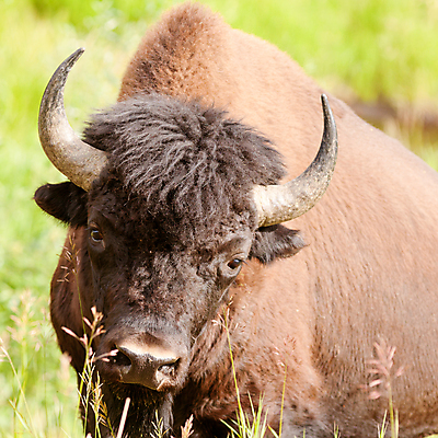 포토 JPG 해외이미지 동물 남자 야생동물 농업 포유류 자연 초식동물 산 뿔 국립공원 초원 성인 사람없음 목재 갈색 평화 가축 보호 큼 방목 들소 황소 초식 힘찬 해외포토 나무 공원 산업 컬러 컨셉 재료 사람 소 축산업 크기 생태계 파일형식 이미지허브