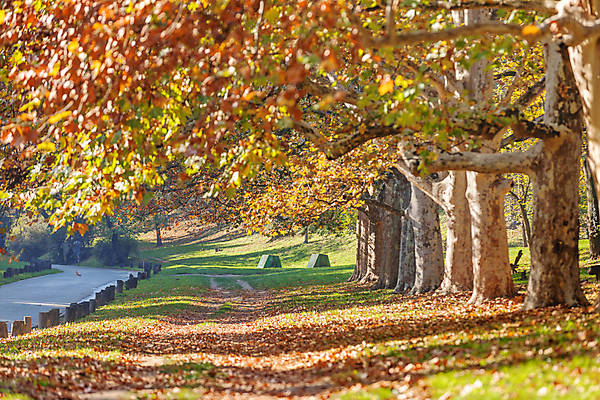 포토 JPG 해외이미지 나무 계절 공원 여행 잎 오렌지 자연 하늘 산 사람없음 야외 초록색 파란색 빛 햇빛 태양 노란색 환경 낭만 황금 숲 속도 내추럴 전국 해외포토 자연요소 식물 공공시설 컬러 컨셉 과일 생태계 파일형식 이미지허브