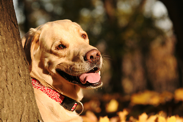 포토 JPG 해외이미지 주간 한마리 반려견 사람없음 야외 아웃포커스 반려동물 산책 강아지 래브라도리트리버 해외포토 자연요소 동물 1 휴식 촬영기법 개 리트리버 파일형식 이미지허브