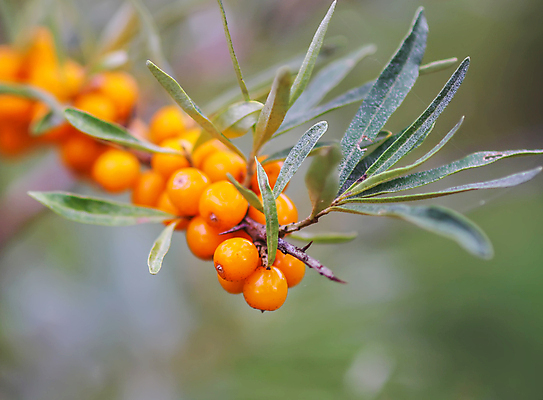포토 JPG 해외이미지 나무 식물 계절 열매 음식 바다 줄기 백그라운드 잎 꽃무늬 농업 채소 오렌지 과일 자연 건강 사람없음 초록색 정원 수확 나뭇가지 신선 가시 맛 약초 과수원 다발 관목 유기농 내추럴 숙성 해외포토 웰빙 꽃 산업 컬러 컨셉 무늬 풀_식물 생태계 파일형식 이미지허브