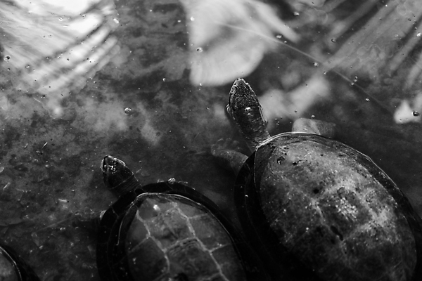 포토 JPG 해외이미지 동물 야생동물 포즈 파충류 모션 자연 동물원 사람없음 물 머리 환경 사막 껍질 닫기 거북이 보호 큼 방패 느림 거인 표범 내추럴 기어가기 땅바닥 전국 해외포토 자연요소 컨셉 포유류 바닥 신체부위 크기 생태계 파일형식 이미지허브