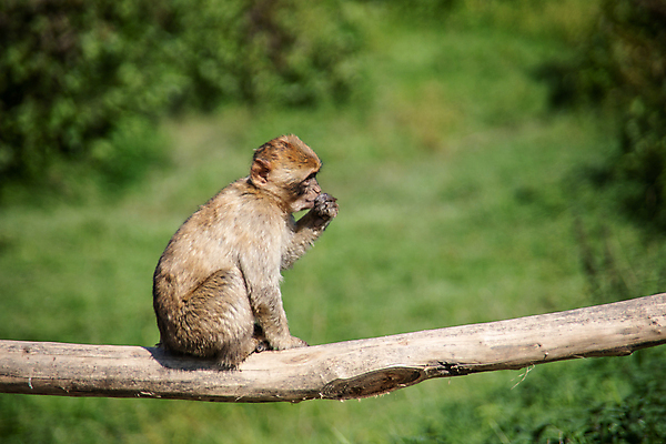포토 JPG 해외이미지 청소년 놀이 털 초원 사람없음 초록색 물 갈색 원숭이 아기 호기심 꼬리 솜털 몸단장 해외포토 자연요소 감정 컬러 컨셉 포유류 사람 파일형식 이미지허브