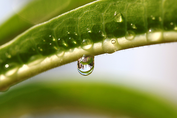 포토 JPG 해외이미지 주간 잎 근접촬영 사람없음 야외 젖음 물방울 이슬 빗방울 해외포토 자연요소 식물 뷰포인트 비_날씨 파일형식 이미지허브