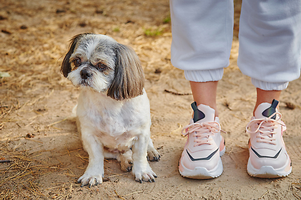 포토 JPG 해외이미지 주간 한마리 반려견 발 서기 앉기 야외 신체부위 반려동물 산책 강아지 시츄 해외포토 자연요소 동물 1 모션 휴식 사람 개 파일형식 이미지허브