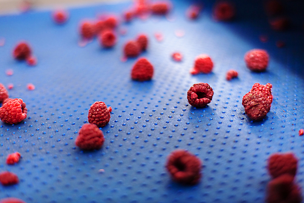 포토 JPG 해외이미지 공장 사람없음 아웃포커스 냉동 기계 제조 산딸기 식품공장 냉동식품 해외포토 음식 과일 공업 촬영기법 파일형식 이미지허브