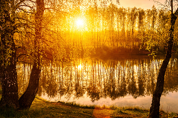 포토 JPG 해외이미지 나무 자연 사람없음 야외 강 햇빛 태양 일몰 해외포토 자연요소 식물 노을 생태계 파일형식 이미지허브