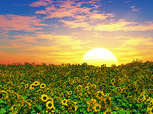 포토 JPG 해외이미지 주간 꽃밭 해바라기 사람없음 야외 햇빛 태양 일몰 해외포토 자연요소 꽃 노을 파일형식 이미지허브