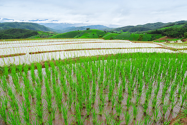 포토 JPG 해외이미지 식물 계절 아시아 문화 음식 여행 백그라운드 밭 농업 태국 자연 밥 산 동양인 사람없음 초록색 물 농작물 농장 농경지 마을 환경 계곡 수확 안개 성장 시골 언덕 유기농 장면 북쪽 내추럴 밭일 세련 산맥 해외포토 자연요소 웰빙 나라 산업 컬러 날씨 인종 방향 생태계 파일형식 이미지허브