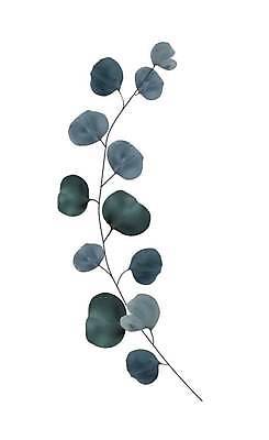 EPS 해외이미지 일러스트 사람없음 풀잎 유칼립투스 해외일러스트 식물 잎 풀_식물 파일형식 벡터 이미지허브