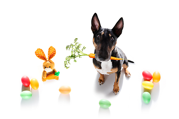 포토 JPG 해외이미지 동물 전통 배너 계절 행복 포스터 백그라운드 휴가 부활절 기념 프레임 사람없음 장식 반려동물 컬러풀 파티 바구니 우주 계란 숟가락 축제 봄 당근 기쁨 방 할로윈 축하 신용카드 개 강아지 닥스훈트 귀 판지 고립 해외포토 기념일 감정 컬러 컨셉 포유류 뿌리채소 수저 이벤트 신체부위 금융 알 파일형식 이미지허브