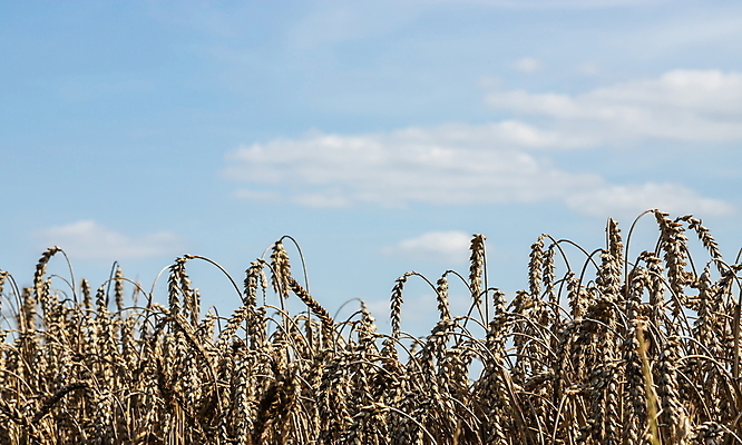 포토 JPG 해외이미지 식물 계절 음식 빵 줄기 밭 농업 자연 하늘 날씨 건조 옥수수 씨앗 사람없음 야외 파란색 농작물 햇빛 태양 농장 노란색 환경 맑음 활발 수확 성장 시골 황금 낟알 시리얼 밀 보리 귀 장면 밀짚 밭일 숙성 호밀 수평선 세련 해외포토 자연요소 산업 컬러 컨셉 곡류 신체부위 짚 생태계 파일형식 이미지허브