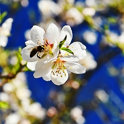 포토 JPG 해외이미지 나무 식물 동물 계절 꽃잎 꽃 분홍색 곤충 백그라운드 잎 꽃무늬 날개 과일 자연 노동자 사람없음 야외 초록색 여름 뷰티 정원 맑음 봄 벚꽃 흰색 나뭇가지 꽃술 개화 체리 작음 수분 벌 싱글 바쁨 꽃가루 꿀 내추럴 꽃수술 해외포토 직업 컬러 무늬 날씨 크기 가루 생태계 파일형식 이미지허브