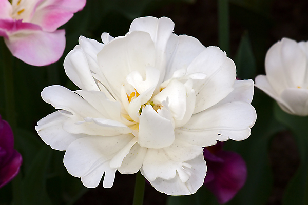 포토 JPG 해외이미지 모양 꽃 백그라운드 자연 사람없음 세트 뷰티 정원 봄 튤립 해외포토 식물 계절 생태계 파일형식 이미지허브