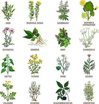 EPS 해외이미지 식물 디자인 꽃 인터넷 일러스트 비즈니스 통신 건강 컴퓨터 세트 픽토그램 약 웹 플랫 수집 민트 허브 심볼 사인 레이아웃 내추럴 고립 마케팅 세이지 소셜 캐모마일 해외일러스트 의학 전자제품 파일형식 벡터 이미지허브