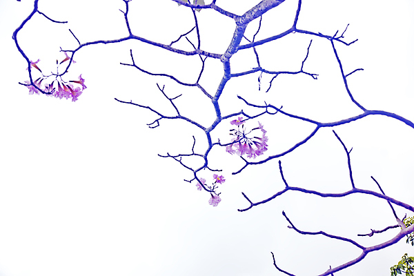 포토 JPG 해외이미지 식물 공원 꽃 행복 하늘 뿔 사람없음 야외 파란색 정원 맑음 봄 벚꽃 나뭇가지 해외포토 나무 계절 공공시설 감정 컬러 날씨 파일형식 이미지허브