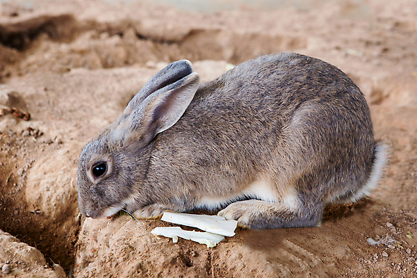 포토 JPG 해외이미지 동물 디자인 백그라운드 컨셉 포유류 자연 부활절 털 사람 사람없음 목재 초록색 물 반려동물 상자 뷰티 농장 가축 흰색 아기 토끼 잠 그룹 닫기 달콤 볏짚 설치류 작음 귀 부드러움 철사 새장 솜털 내추럴 기르기 해외포토 자연요소 나무 기념일 컬러 농업 재료 모션 신체부위 감각 맛 짚 크기 생태계 돌봄 케이지 파일형식 이미지허브