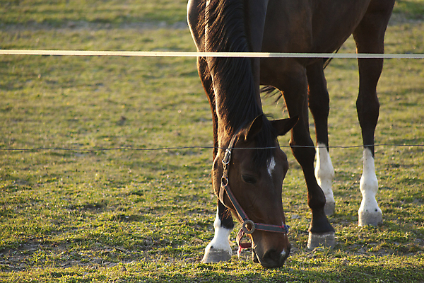 포토 JPG 해외이미지 동물 야생동물 백그라운드 밭 농업 포유류 자연 털 사람없음 야외 초록색 울타리 태양 농장 갈색 머리 가축 목장 시골 군중 찰과상 해외포토 자연요소 산업 컬러 사람 신체부위 담장 상처 생태계 파일형식 이미지허브