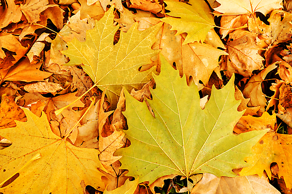 포토 JPG 해외이미지 나무 식물 계절 백그라운드 잎 패턴 오렌지 자연 벽지 사람없음 빨간색 초록색 컬러풀 갈색 노란색 쌓기 정원 가을 황금 숲 땅 묘사 질감 내추럴 땅바닥 해외포토 컬러 무늬 과일 모션 바닥 생태계 파일형식 이미지허브