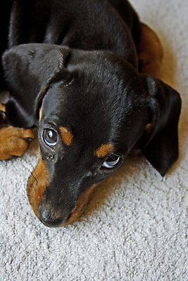 포토 JPG 해외이미지 동물 응시 얼굴 백그라운드 공 포유류 휴식 털 사람없음 빛 반려동물 머리 검은색 잠 소시지 개 강아지 선탠 닥스훈트 사냥개 귀 사냥꾼 길이 송곳니 거짓말 고립 기르기 우울감 유래 총구 해외포토 직업 시선 감정 컬러 컨셉 신체부위 가공식품 치아 돌봄 파일형식 이미지허브