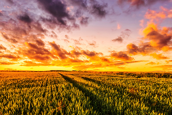 포토 JPG 해외이미지 자연 하늘 사람없음 야외 햇빛 농경지 일몰 해외포토 태양 농장 노을 생태계 파일형식 이미지허브