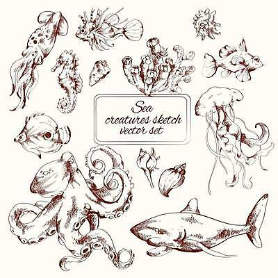EPS 해외이미지 디자인 일러스트 사람없음 소라 스케치 열대어 오징어 문어 상어 해파리 해마 해외일러스트 어패류 연체동물 어류 미술 바다동물 수중동물 자포동물 파일형식 벡터 이미지허브