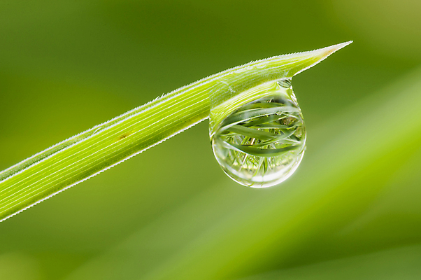 포토 JPG 해외이미지 주간 근접촬영 사람없음 야외 아웃포커스 초록색 물방울 이슬 빗방울 해외포토 자연요소 뷰포인트 컬러 촬영기법 비_날씨 파일형식 이미지허브