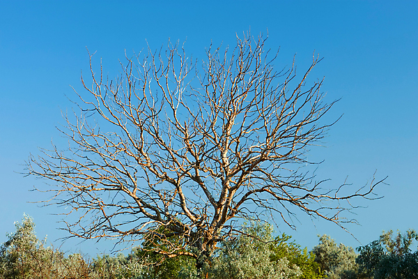 포토 JPG 해외이미지 나무 식물 백그라운드 컨셉 잎 자연 하늘 추상 왕관 건조 이끼 풍경 사람없음 초록색 여름 파란색 햇빛 맑음 회색 나뭇가지 죽음 큼 호두 장면 나무껍질 시들음 옛날 웅장함 세련 해외포토 계절 컬러 무늬 날씨 태양 견과류 껍질 크기 생태계 파일형식 이미지허브
