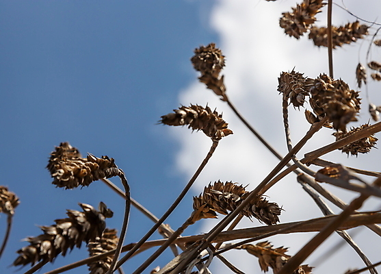 포토 JPG 해외이미지 식물 구름 계절 음식 빵 줄기 밭 농업 자연 하늘 날씨 건조 옥수수 씨앗 풍경 사람없음 야외 여름 파란색 농작물 햇빛 태양 농장 노란색 환경 맑음 활발 수확 성장 시골 황금 낟알 시리얼 밀 보리 귀 장면 밀짚 밭일 숙성 호밀 수평선 세련 해외포토 자연요소 산업 컬러 컨셉 곡류 신체부위 짚 생태계 파일형식 이미지허브