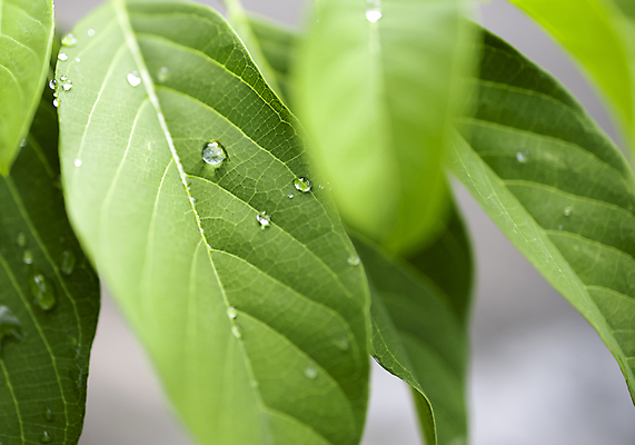 포토 JPG 해외이미지 나무 식물 계절 백그라운드 잎 밭 자연 표면 아침 사람없음 야외 초록색 물 여름 빛 컬러풀 태양 뷰티 반사 환경 정원 봄 활발 젖음 성장 물방울 신선 투명 떨어짐 이슬 빗방울 순수 질감 내추럴 해외포토 주간 자연요소 컬러 컨셉 농업 비_날씨 생태계 파일형식 이미지허브