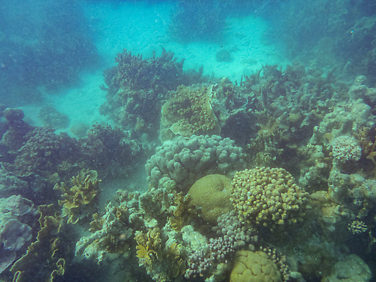 포토 JPG 해외이미지 동물 야생동물 바다 백그라운드 오렌지 자연 이집트 어류 사람없음 빨간색 물 파란색 컬러풀 햇빛 뷰티 수중 만 산호 호주 큼 아래 생태계 다이빙 날카로움 인도네시아 암초 말레이시아 내추럴 해외포토 자연요소 아시아 컬러 과일 아프리카 태양 수영 수중동물 오세아니아 자포동물 크기 방향 위치 수중스포츠 파일형식 이미지허브